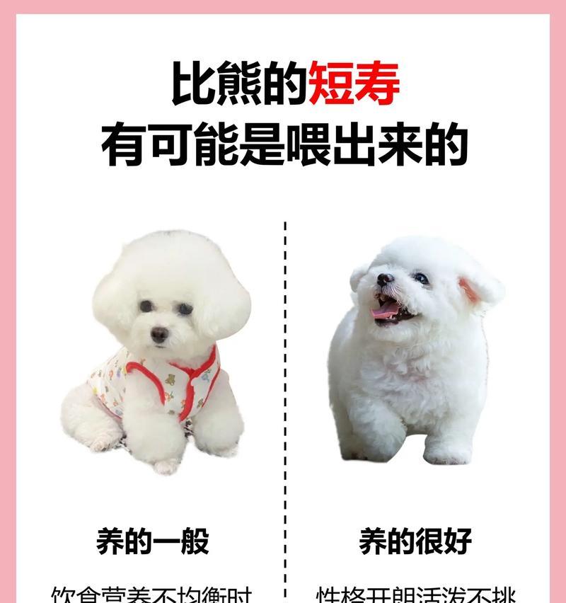 比熊幼犬可以吃人类食物吗？