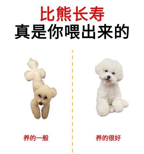 比熊幼犬可以吃人类食物吗？