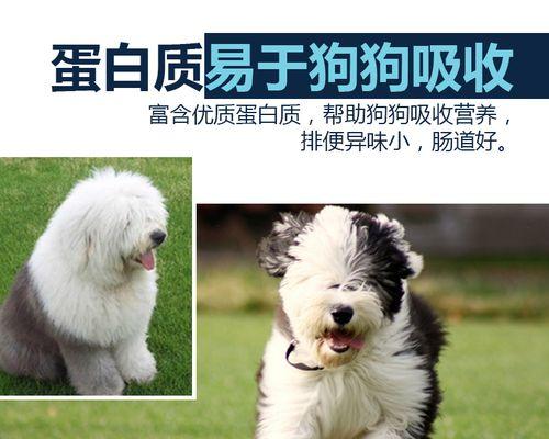 40天大的古牧幼犬每天应该吃多少狗粮？如何确定适宜量？