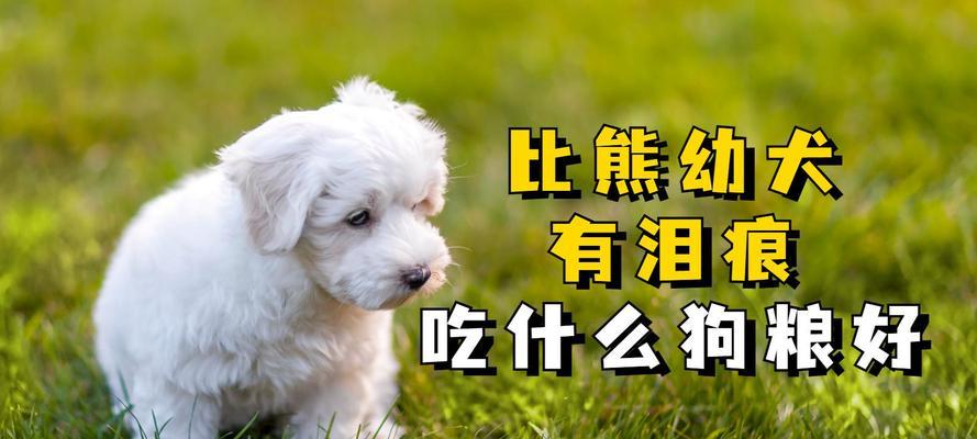 比熊幼犬换狗粮的最佳时机是什么时候？如何正确喂食？