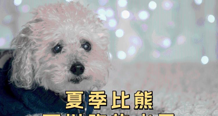 比熊犬一天可以喂多少水果？有哪些注意事项？