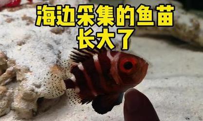 慈鲷鱼苗应该喂食什么食物？怎样才能养得更好？