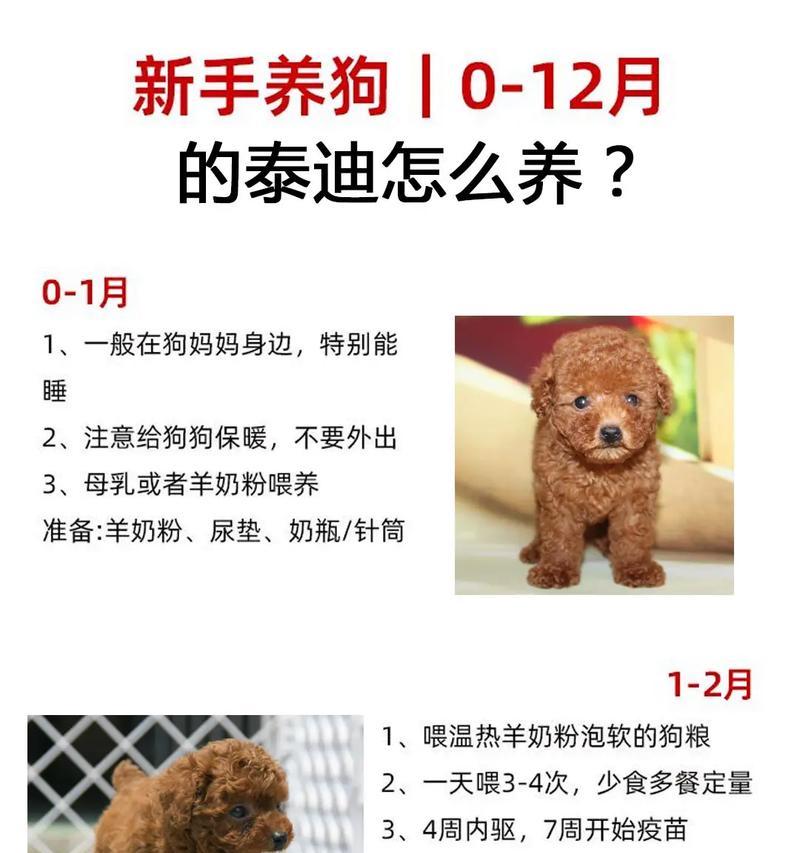 两个月大的泰迪可以拔牙吗？拔牙需要多少钱？