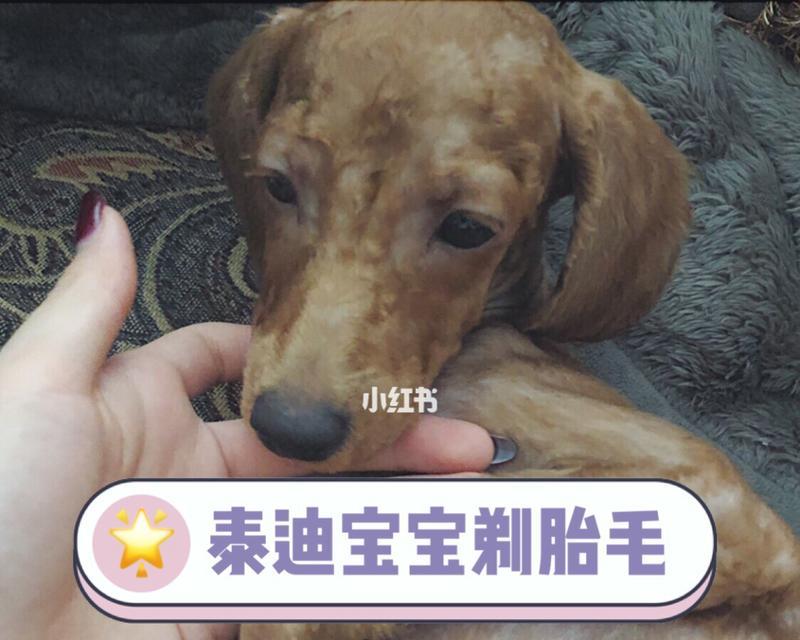 泰迪剃毛的优惠价格是多少？剃毛后如何护理？