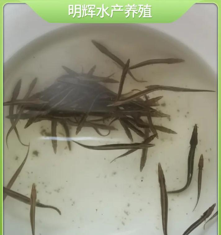 像鳗鱼苗那样的叫什么鱼？这种鱼苗的学名是什么？