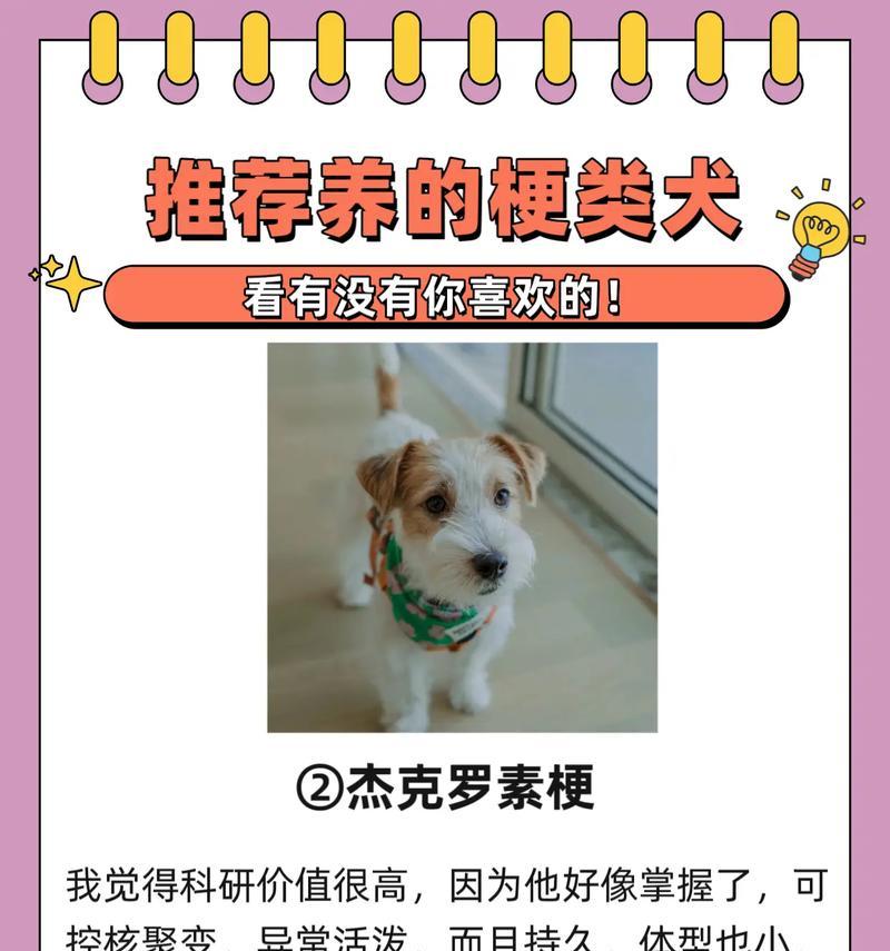 哪些中小型梗类犬品种值得推荐？