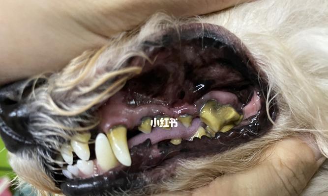 泰迪犬有多少颗牙齿？牙齿护理的费用如何？