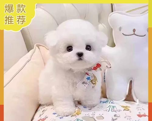 家养小狗中有哪些小型犬品种？它们的特点是什么？