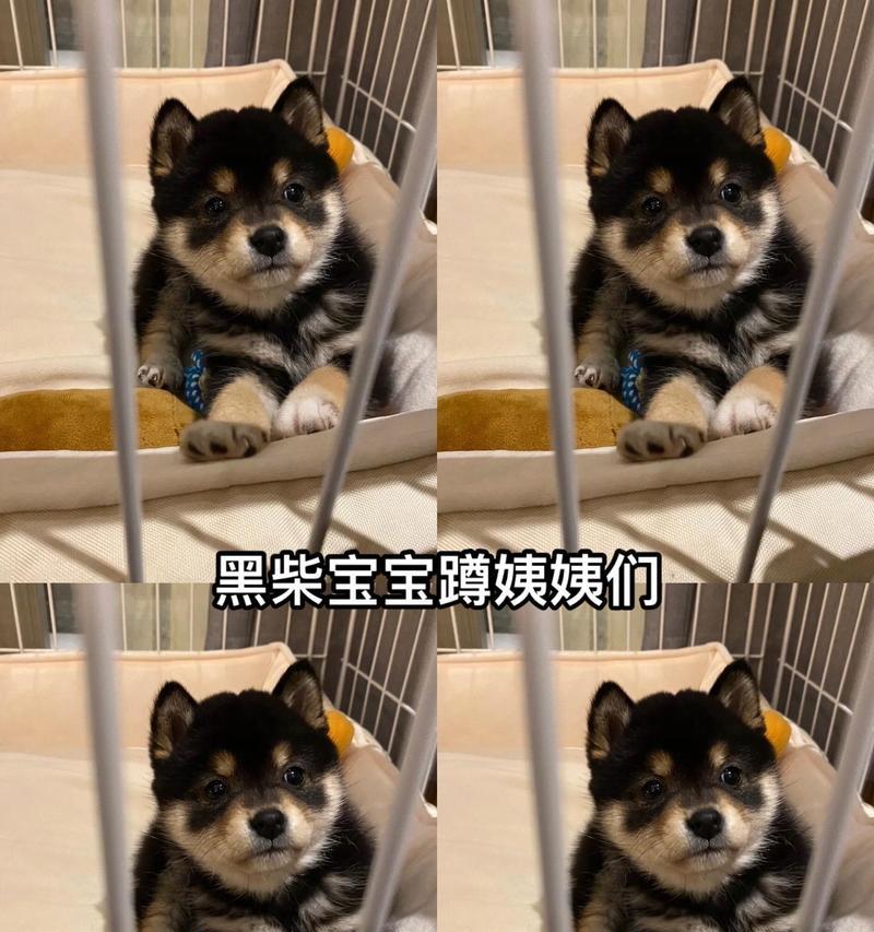 柴犬黑豆多少钱一斤啊？购买时应注意什么？