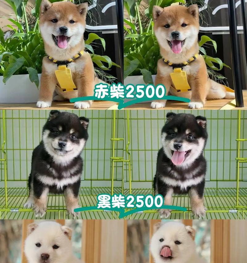 柴犬黑豆多少钱一斤啊？购买时应注意什么？