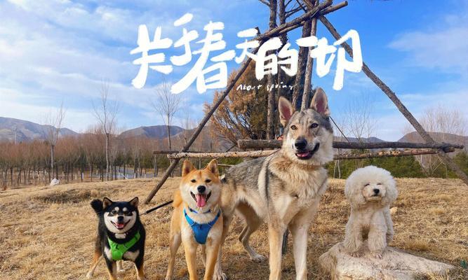 混血柴犬每天需要摄入多少蛋黄？如何正确喂食？