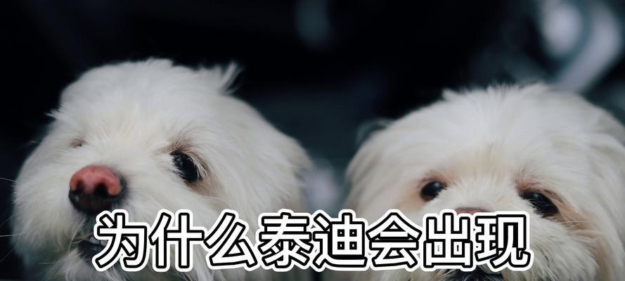 大型泰迪犬多少钱？购买时如何辨别真伪？