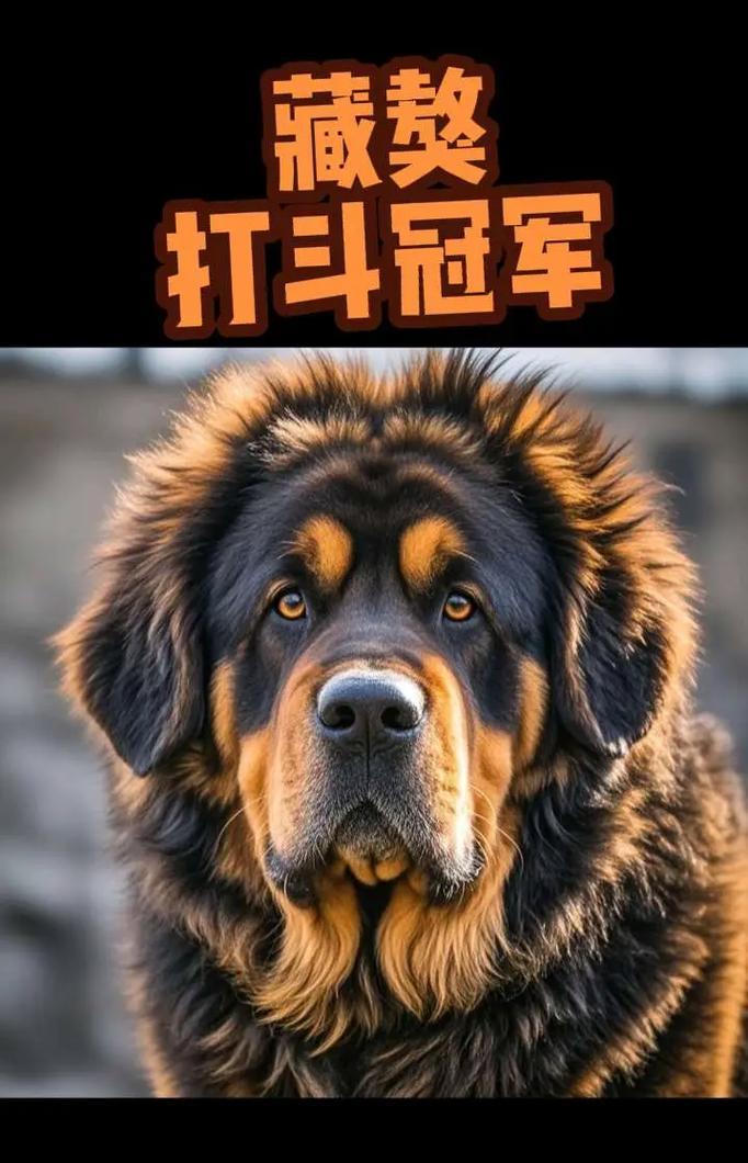 在城市中适合养哪些大型犬？它们的适应性如何？