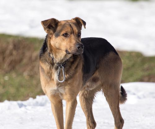 在城市中适合养哪些大型犬？它们的适应性如何？