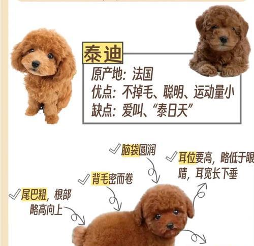 一条正常的泰迪多少钱啊？泰迪幼犬价格是多少？