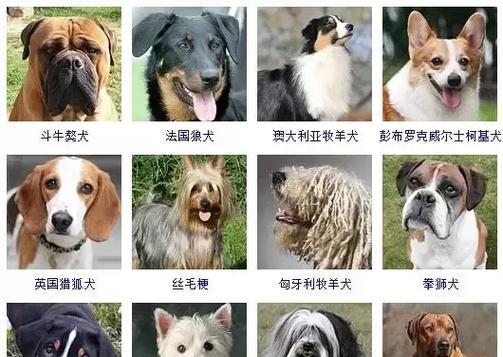 哪些小型犬品种产仔率高？如何选择适合繁殖的小型犬？