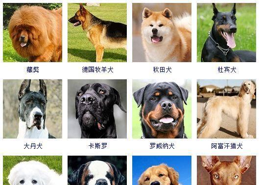 哪些大型犬品种在市里被禁养？