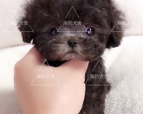 飞耳黑泰迪幼犬价格是多少？购买时应注意什么？