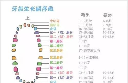 泰迪犬长牙需要多长时间？不正常长牙该怎么办？