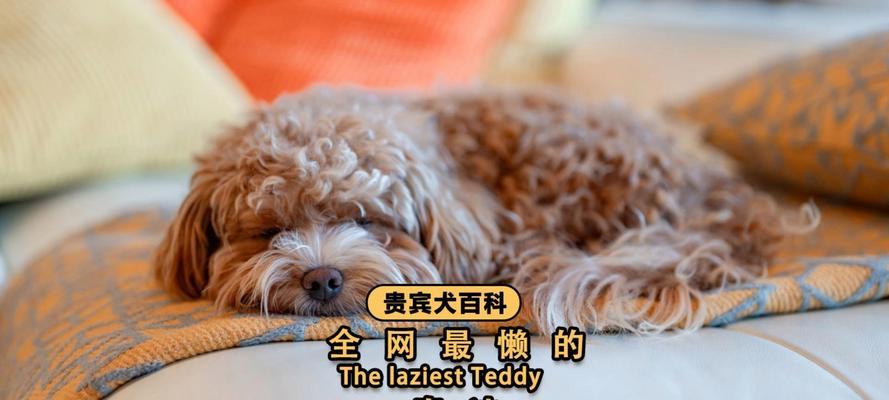 泰迪犬长牙需要多长时间？不正常长牙该怎么办？