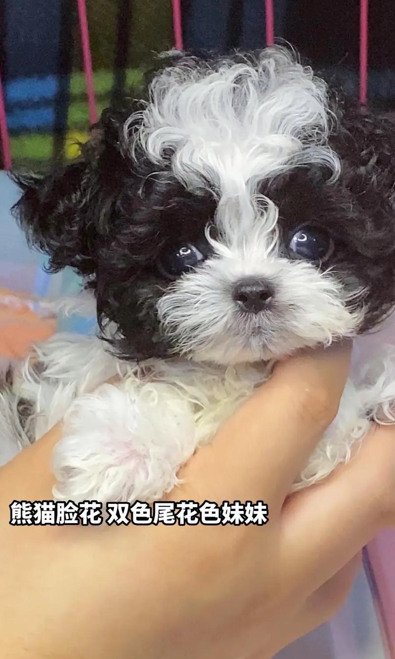 泰迪犬身价多少亿元啊？泰迪犬的市场价值为何如此之高？