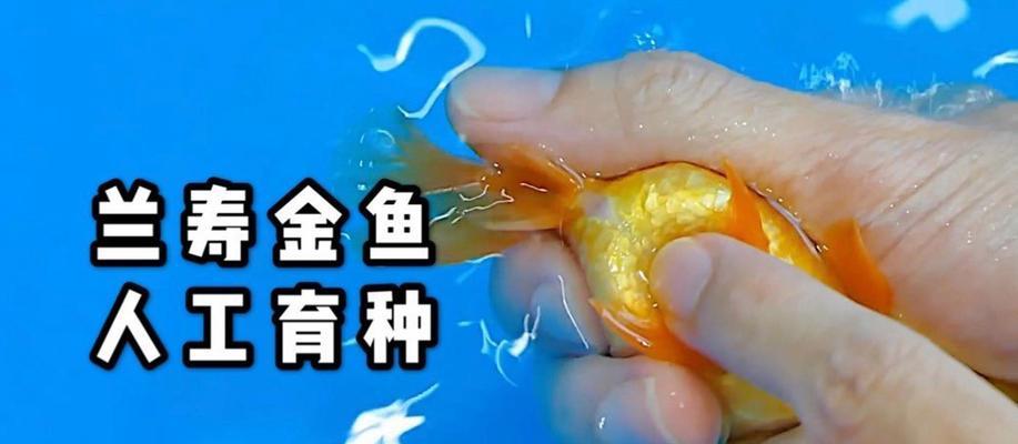 金鱼苗的最佳食物是什么？喂食技巧有哪些？