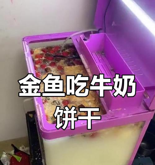 金鱼苗的最佳食物是什么？喂食技巧有哪些？