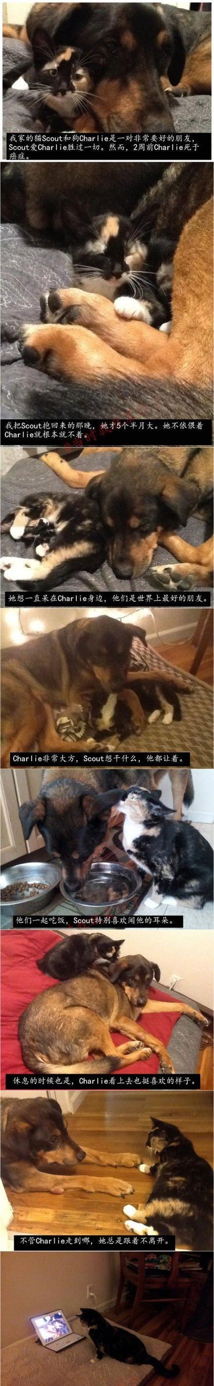 狗吃猫粮会有问题吗？为什么有些狗吃了猫粮没事？