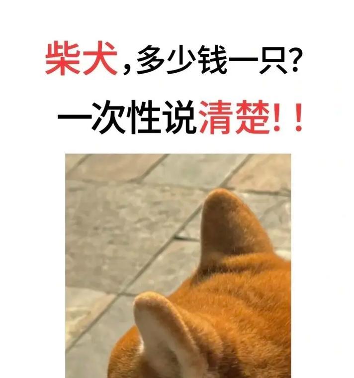 密云水库柴犬能养吗？养一只柴犬需要多少钱？