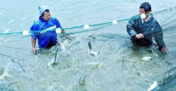 上鱼苗的最佳水温是多少？温度对鱼苗存活率有何影响？