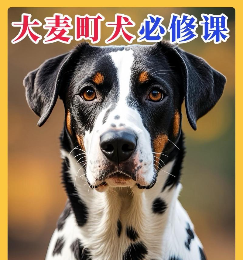 大型犬品种有哪些？它们的特点是什么？