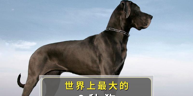 大型犬品种有哪些？它们的特点是什么？