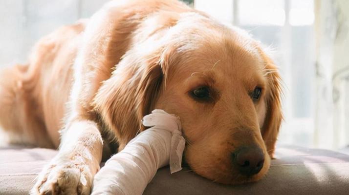 大型犬辅助后腿动作有哪些？大型犬在辅助后腿动作时需要注意什么？