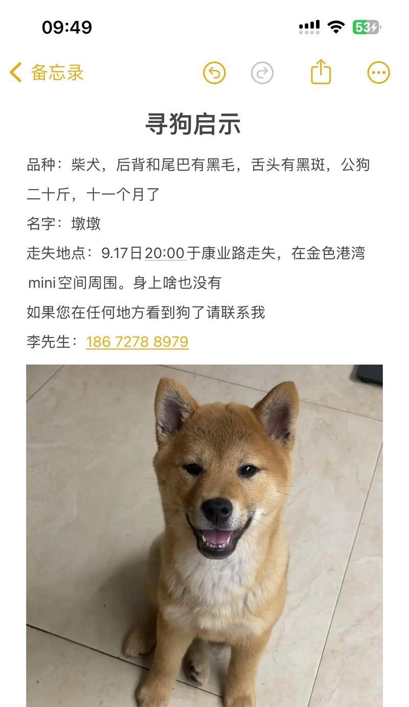 带黑柴犬旅游的注意事项及费用？