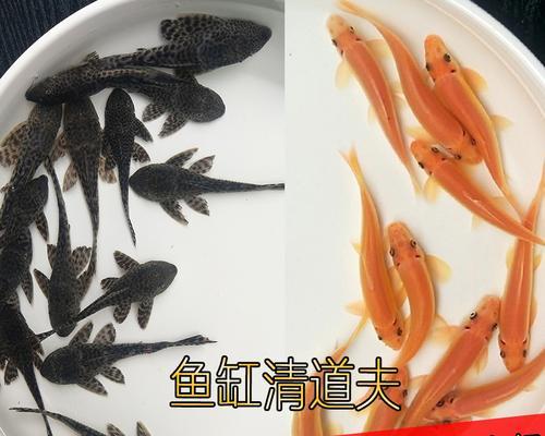 热带鱼吃活鱼苗为何会导致死亡？