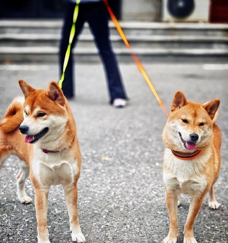 柴犬的合适奔跑速度是多少公里每小时？