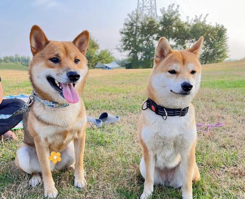 柴犬的合适奔跑速度是多少公里每小时？