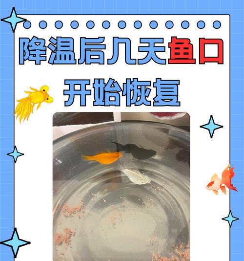 鱼苗在没有平流的情况下能喂食吗？不喂食会有什么后果？