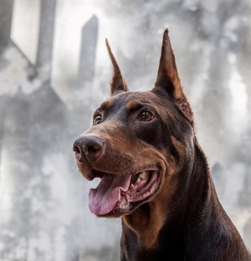 哪些小型犬品种被认为最凶狠？它们的行为特征是什么？