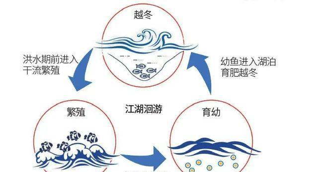 中华鲟鱼苗生病会死吗？生病的原因是什么？