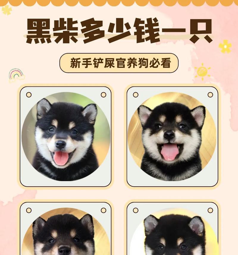 磁县柴犬售价几何？