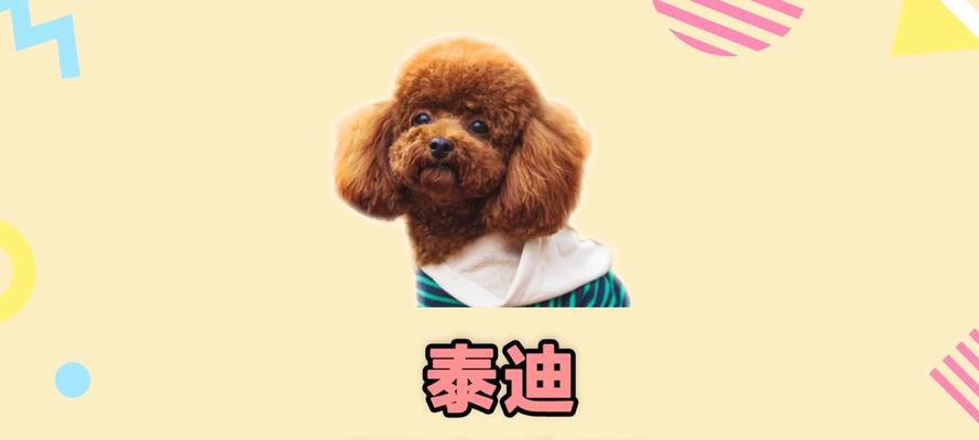 泰迪剪造型需要多少钱呢？吃粗粮的大型犬有哪些呢？