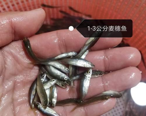 鱼苗喂食肉鱼应该使用哪种饲料？如何确保营养均衡？