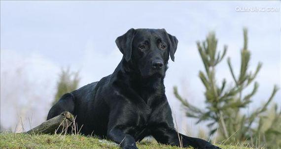 哪些大型犬品种是不掉毛的？如何选择适合家庭的不掉毛大型犬？