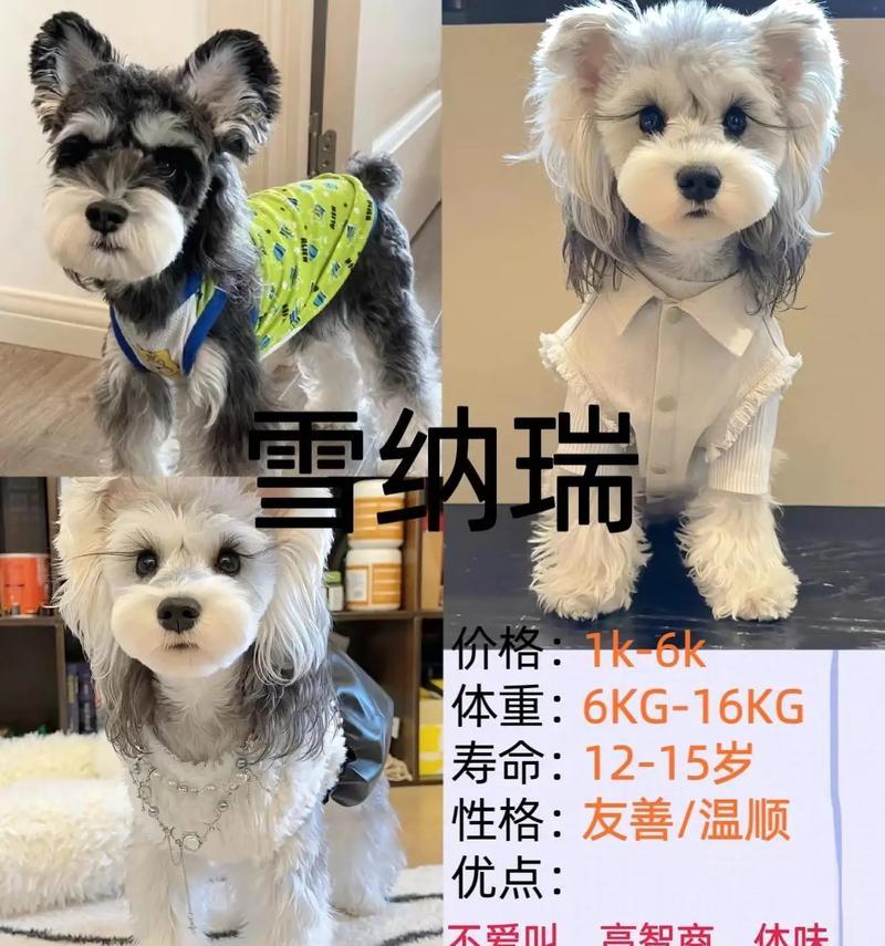 哪些大型犬幼崽品种值得推荐？选择时应注意什么？