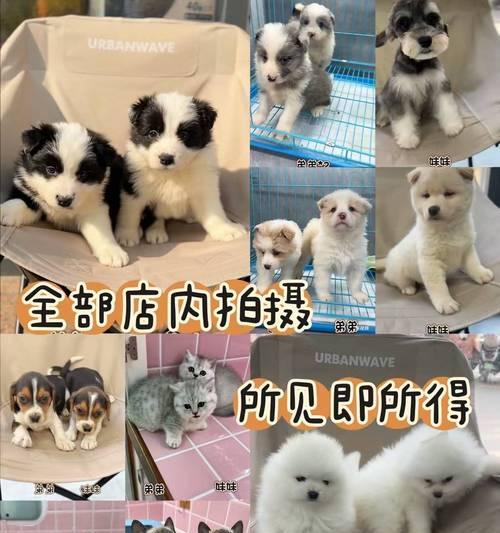 柴犬和秋田犬的价格是多少？购买时应该考虑哪些因素？