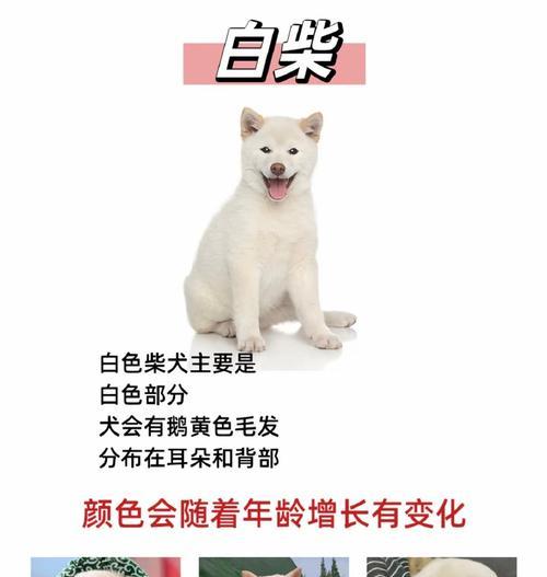 两百多元购买的柴犬是否值得养？价格是否合理？