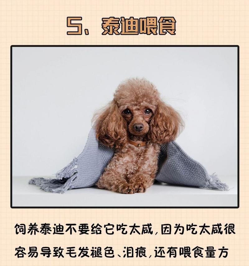 标准体型泰迪犬价格多少钱一只？购买时如何辨别真伪？