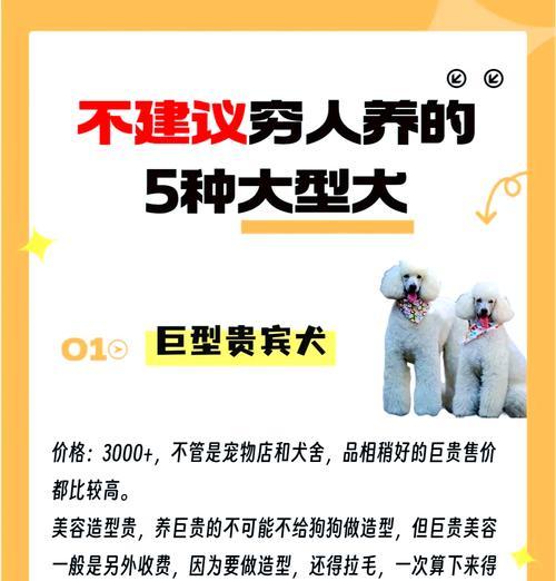 标准体型泰迪犬价格多少钱一只？购买时如何辨别真伪？