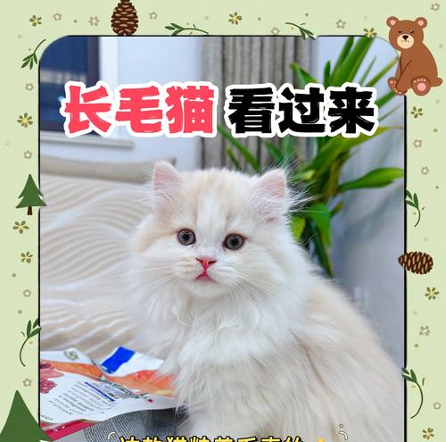 狗吃猫粮猫咪护着主人怎么回事？猫狗共养需要注意什么？